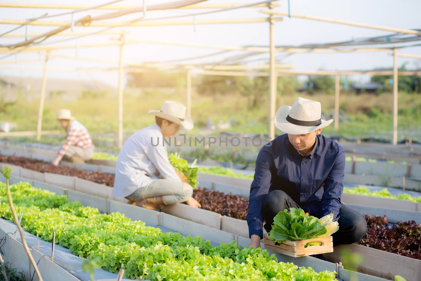 Beautiful young asian two man and one woman picking up fresh organic vegetable with basket together in the hydroponic farm, harvest and agriculture for healthy food and business concept.
