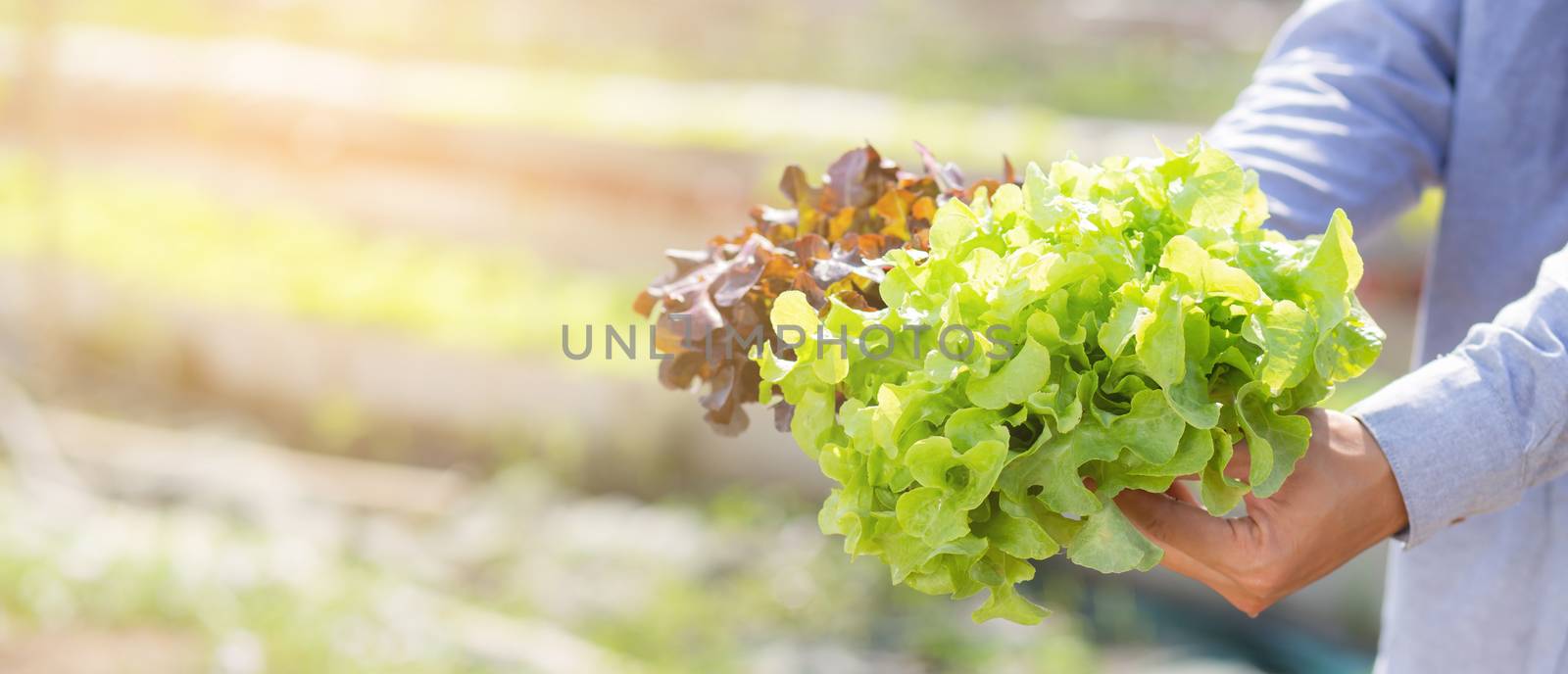 Young asian man farmer holding fresh organic green oak and red oak romaine lettuce in the hydroponic farm, harvest agriculture vegetable ganden, healthy food concept, banner website.