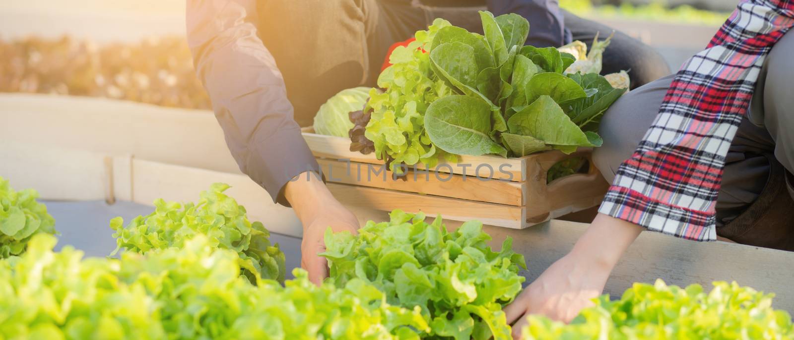 Beautiful young asian man and woman picking up fresh organic vegetable with basket together in the hydroponic farm, harvest and agriculture for healthy food and business concept, banner website.