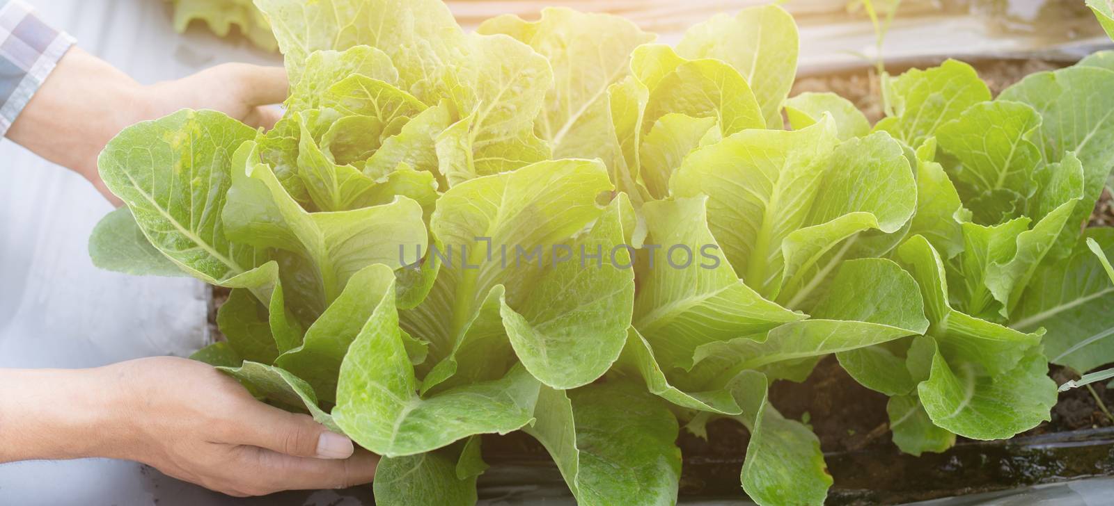 closeup hands young man farmer checking and holding fresh organic vegetable in hydroponic farm, produce and cultivation green cos for harvest agriculture, healthy food concept, banner website.