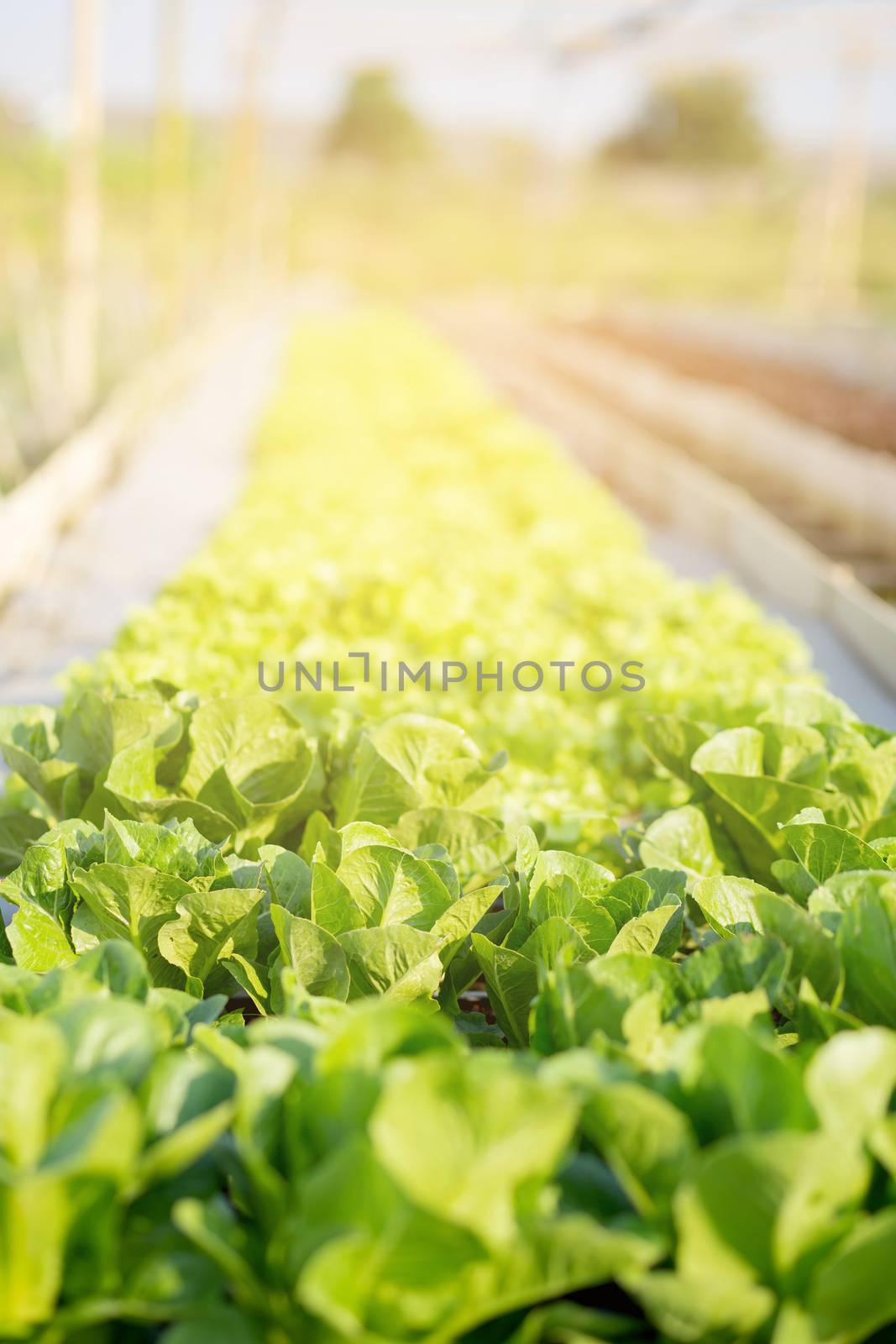 Fresh sapling of green​ cos romaine lettuce organic farm in pl by nnudoo