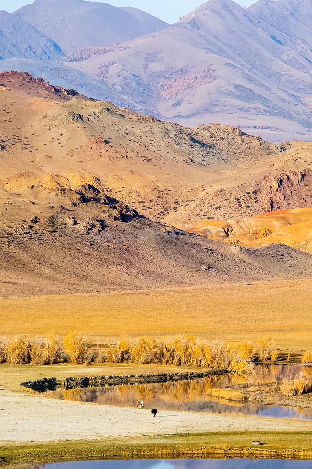 The altai mountains. landscape of nature on the Altai mountains and in the gorges between the mountains. by DePo