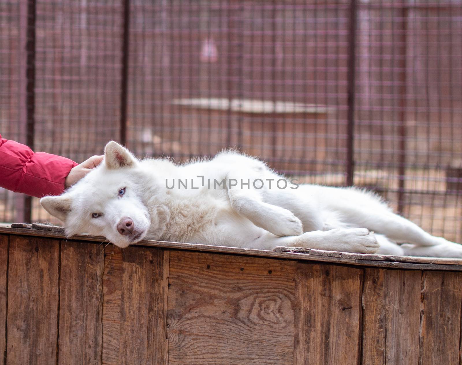 A girl strokes the head of a Siberian husky dog. Close up.Siberian husky dog lying on a wooden house. The dog is lying, bored and resting. High quality photo