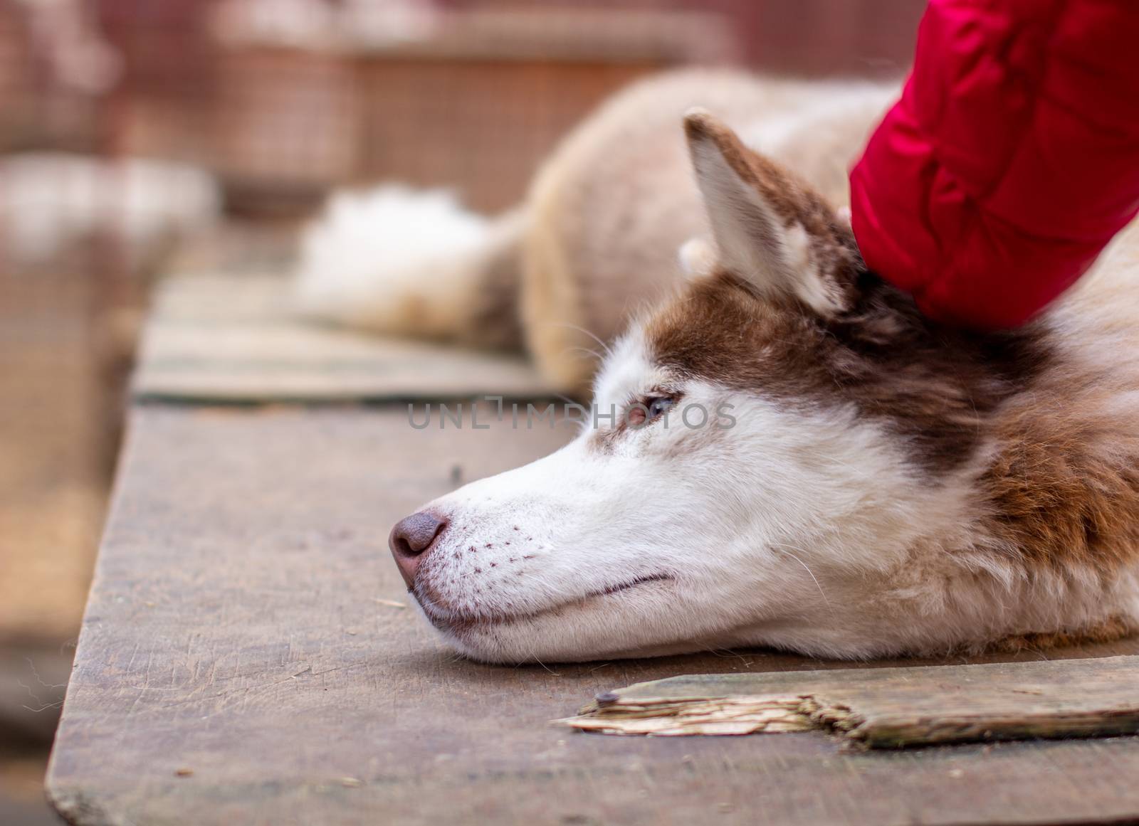 A girl strokes the head of a Siberian husky dog. Close up.Siberian husky dog lying on a wooden house. The dog is lying, bored and resting. High quality photo