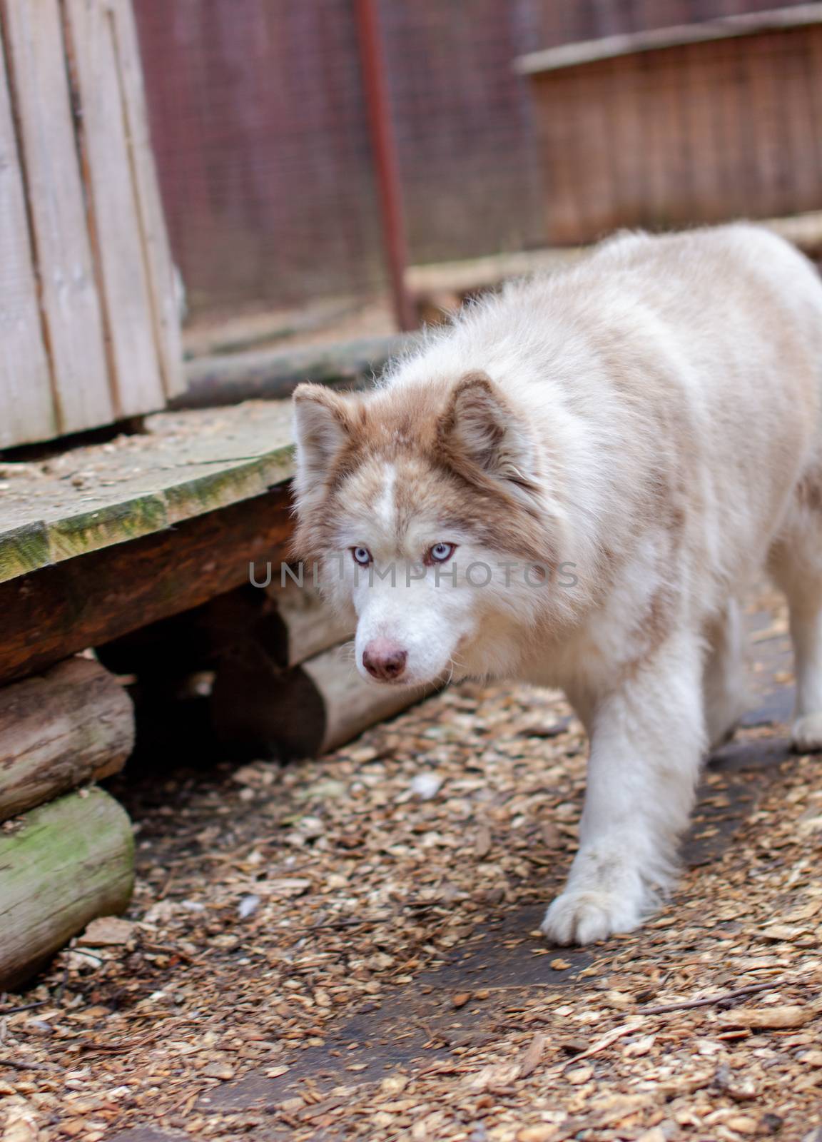 Siberian husky dogs in the enclosure, behind bars. The Siberian husky dog kennel is located in the forest. High quality photo