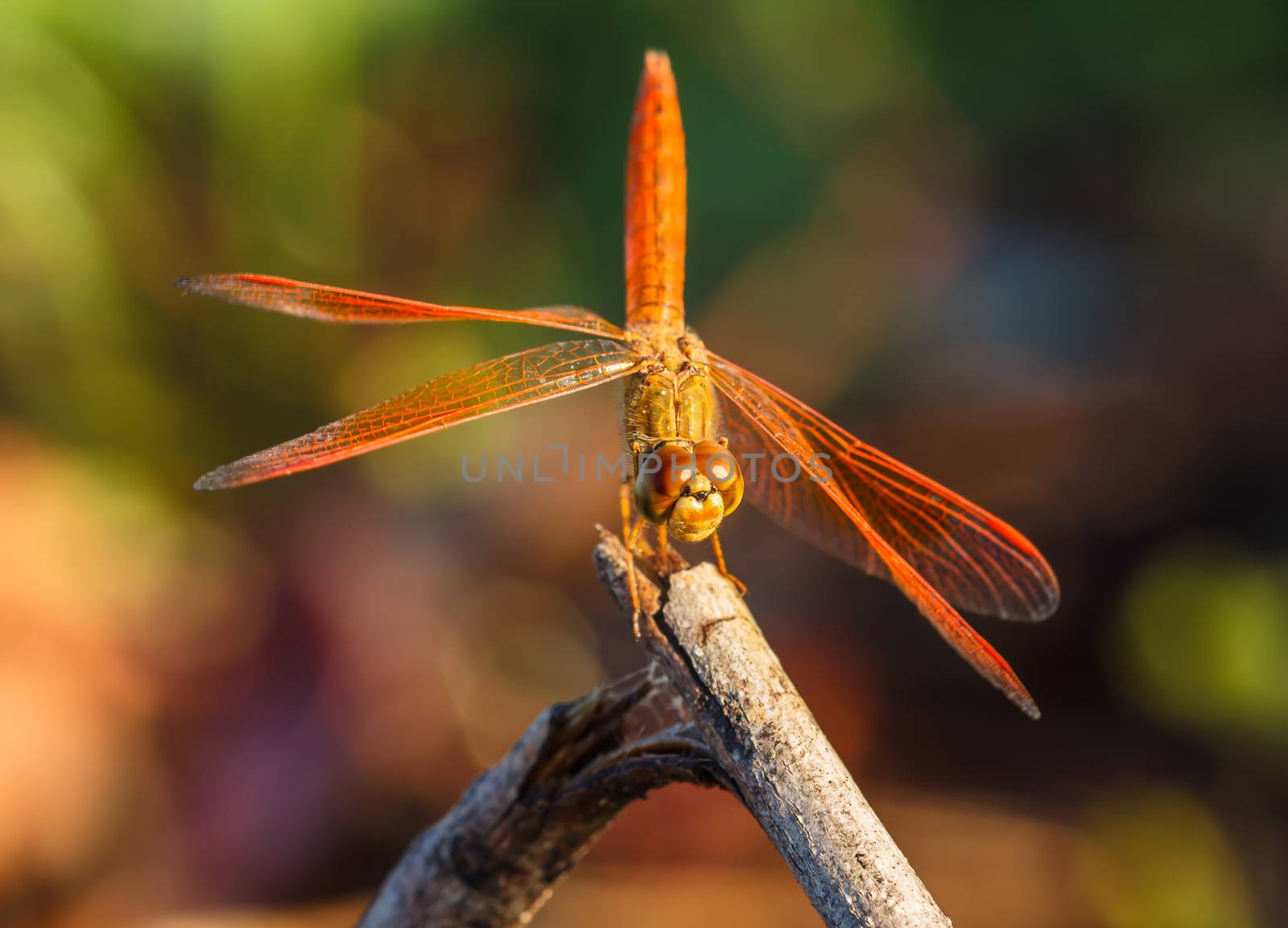 Dragonfly in the outdoors by natural