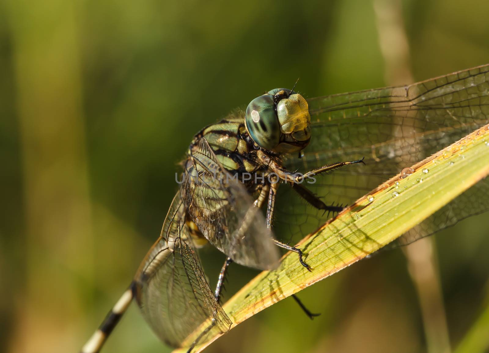 closeup of beautiful dragonflies on a green plant