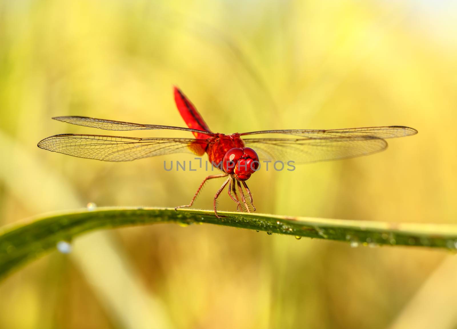 A red dragonfly  by Praphan