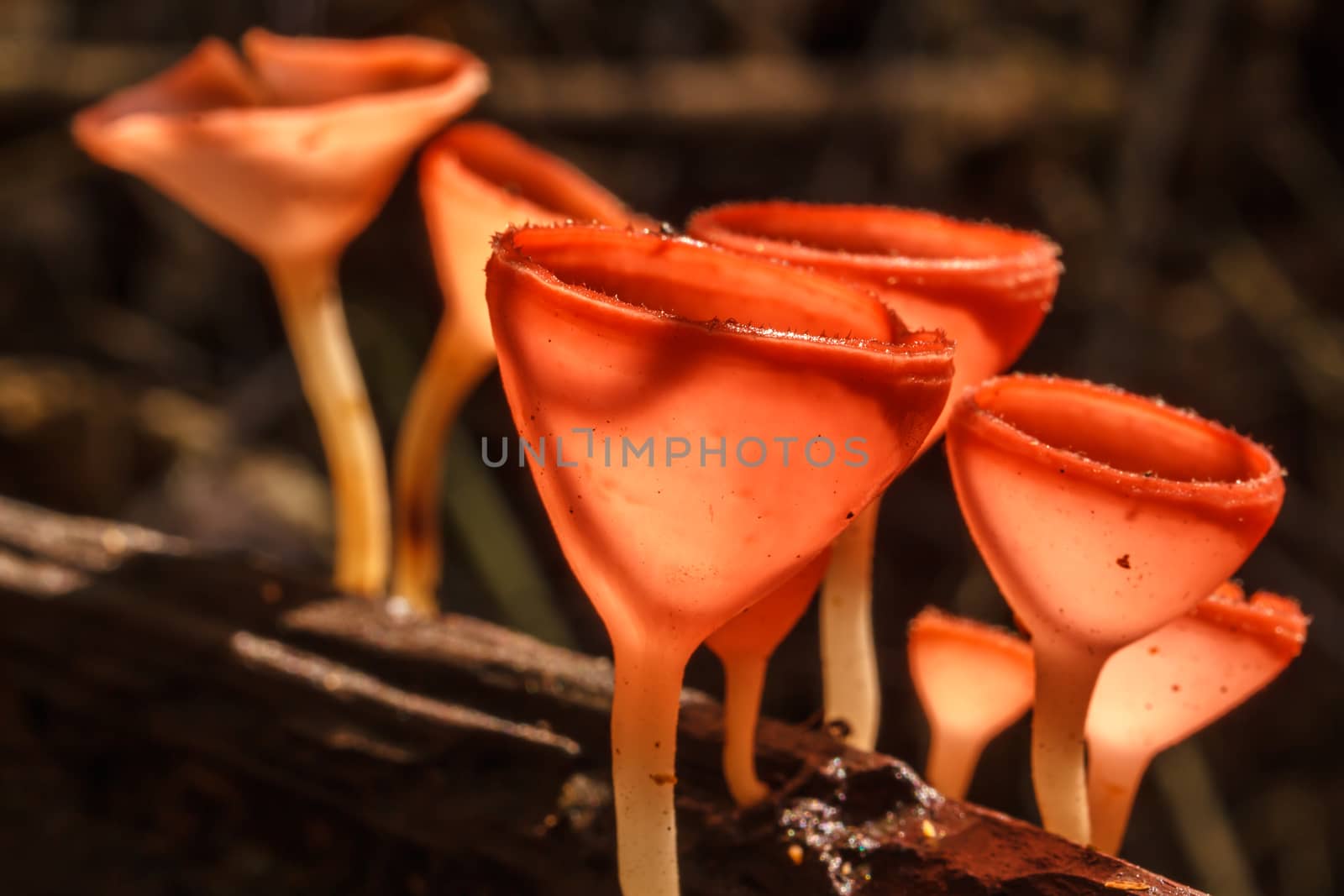 Campion champagne mushroom dust.  by Praphan