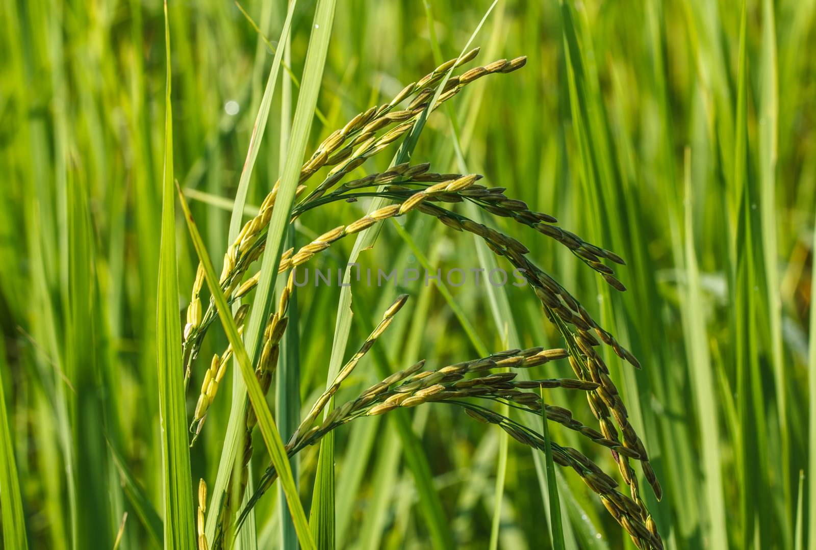 Closeup of green paddy rice.  by Praphan