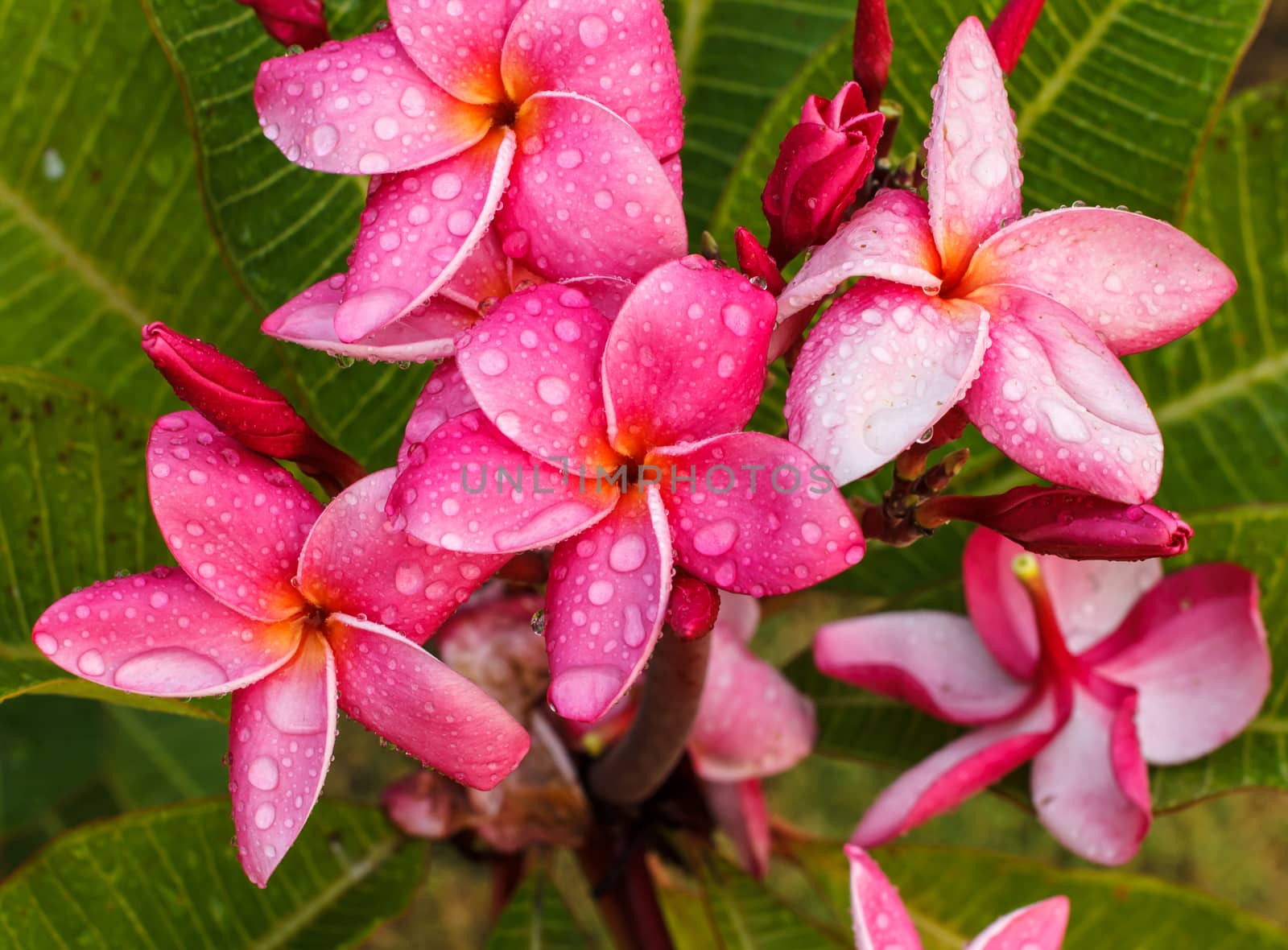 Pink Plumeria Flowers  by Praphan