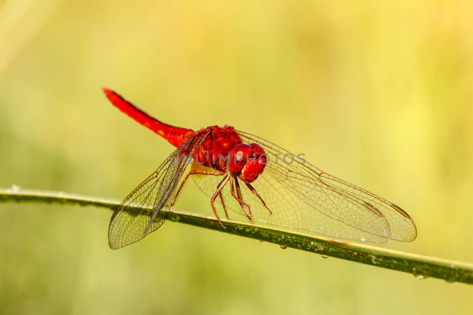 A red dragonfly  by Praphan