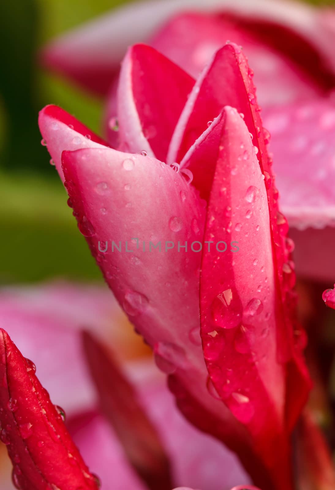 Pink Plumeria Flowers  by Praphan