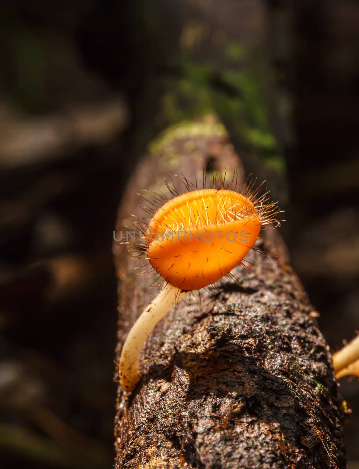 Mushroom Champagne in the nature forest.