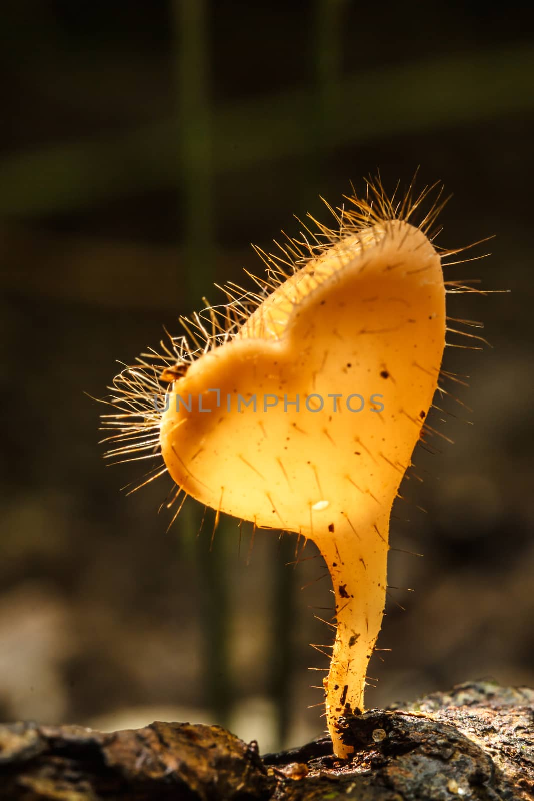 Mushroom Champagne in the nature forest.