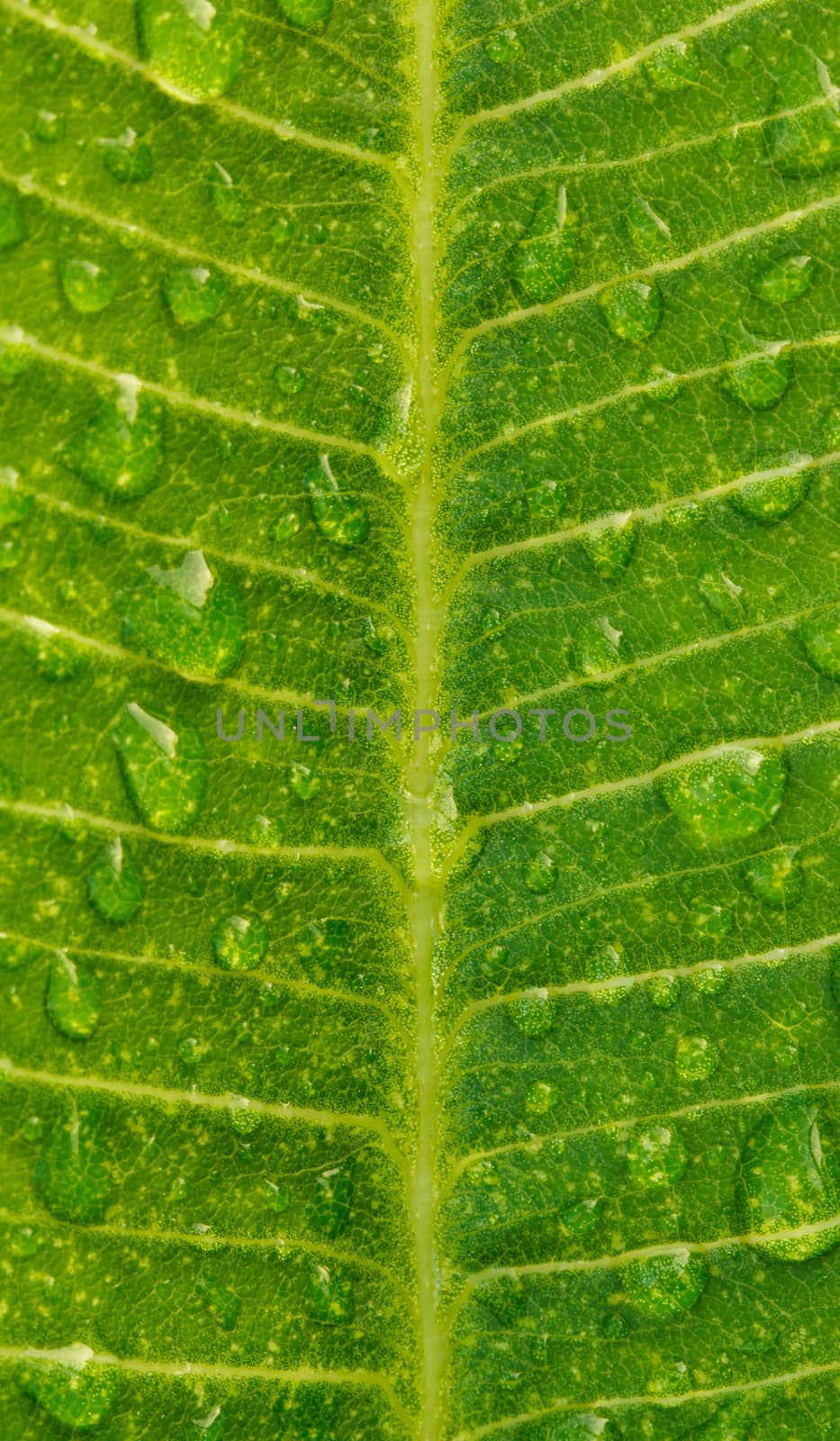 Green leaf with water drops for background