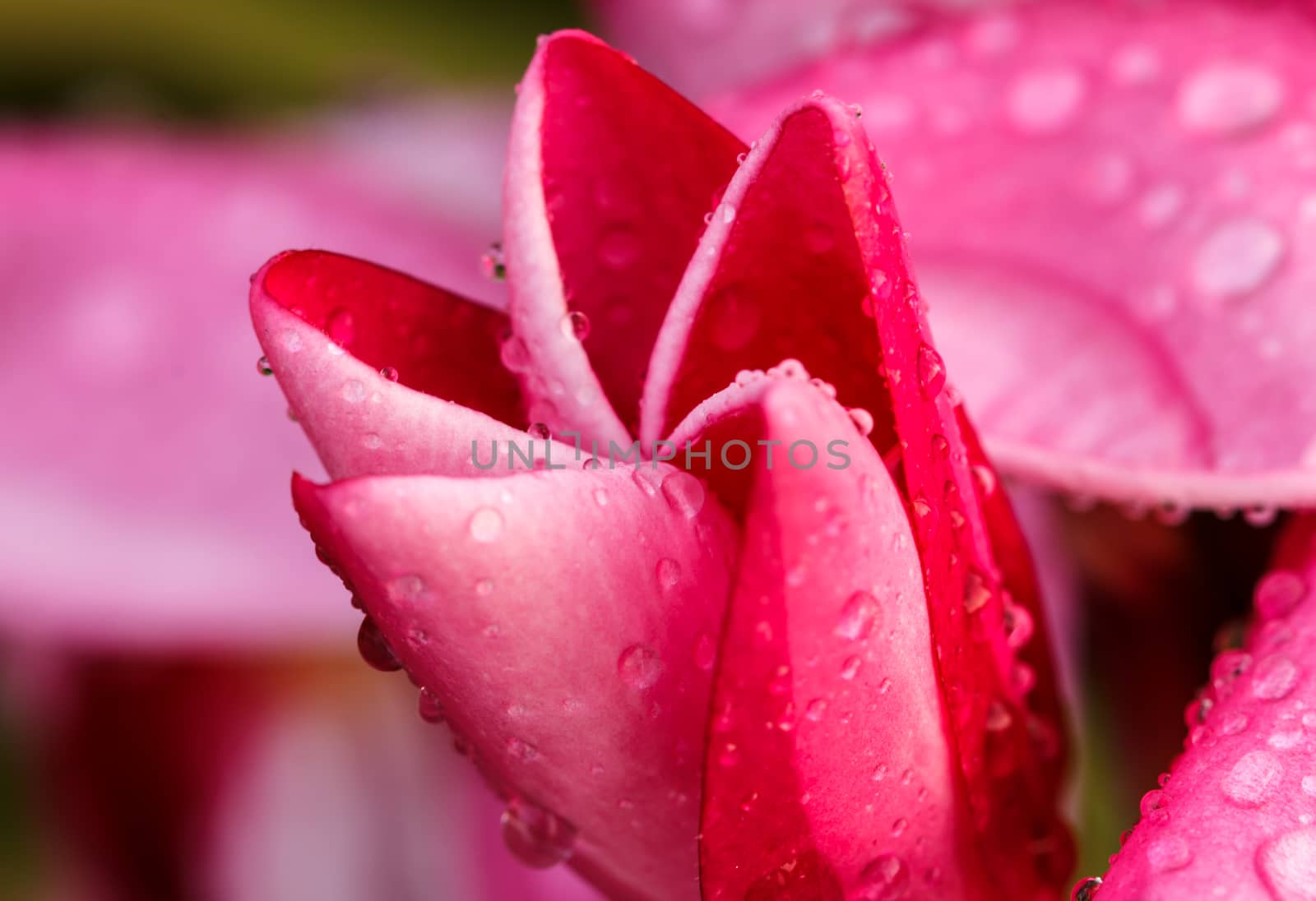 Pink Plumeria in the garden