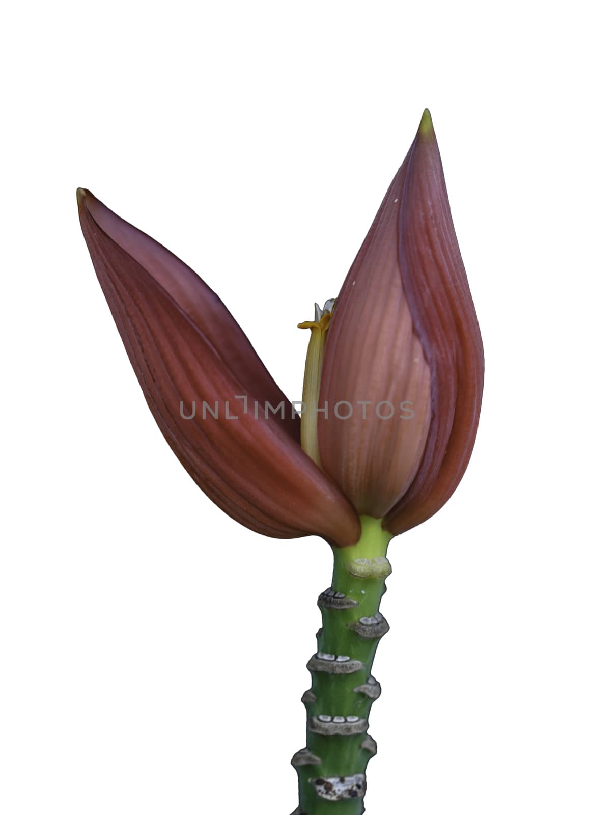 banana flower on white background