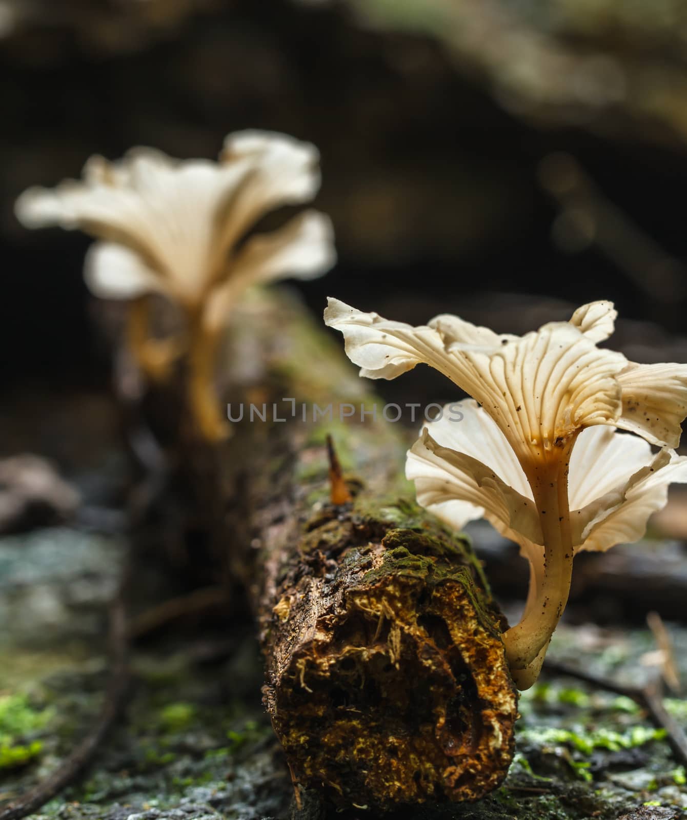White mushroom in the forest nature