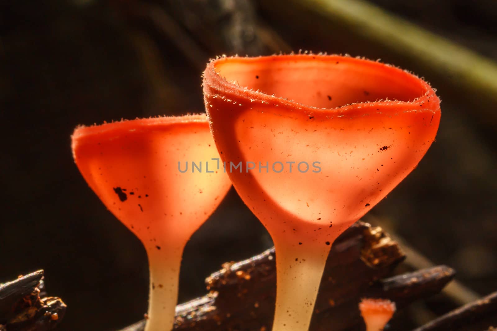 champagne mushroom by Praphan