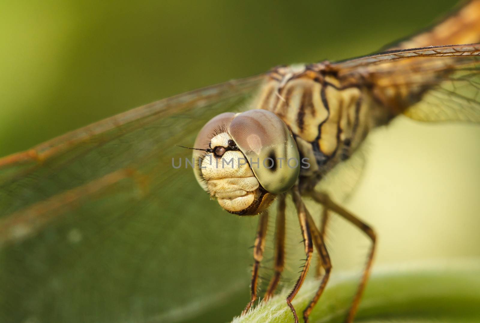 Dragonflies in Nature by Praphan