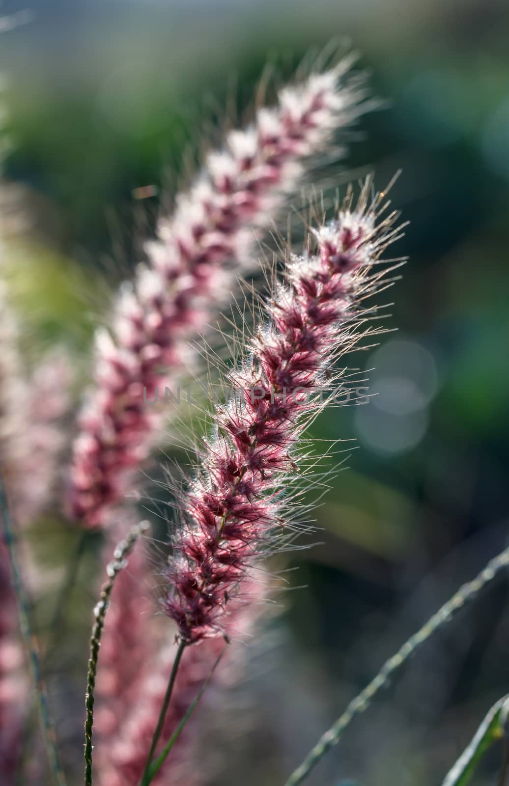 mexican grass flowers in morning  by Praphan