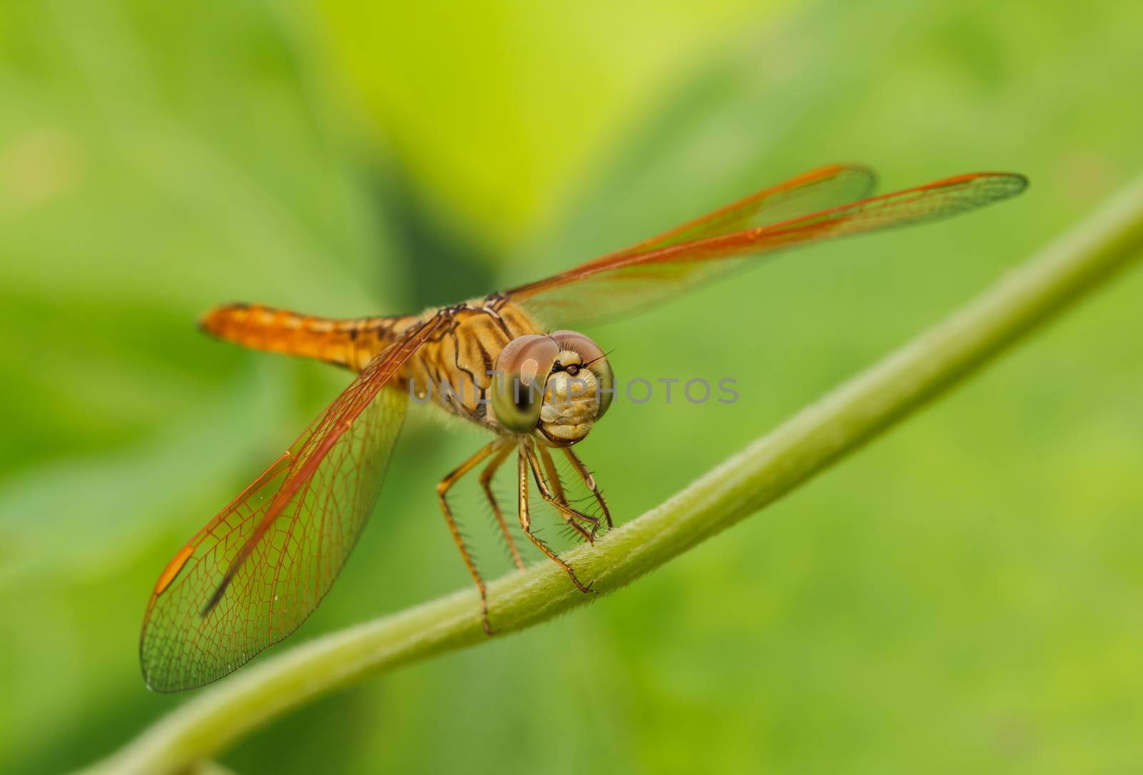 Dragonfly in the outdoors by natural