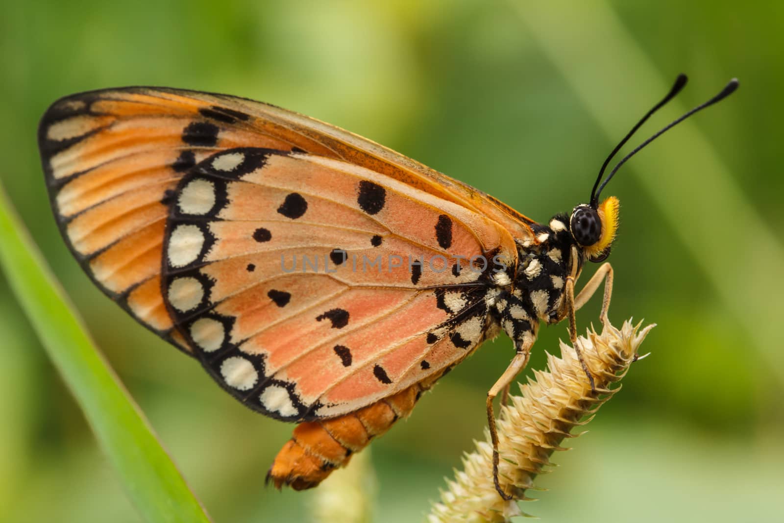 Butterfly on flowers in nature