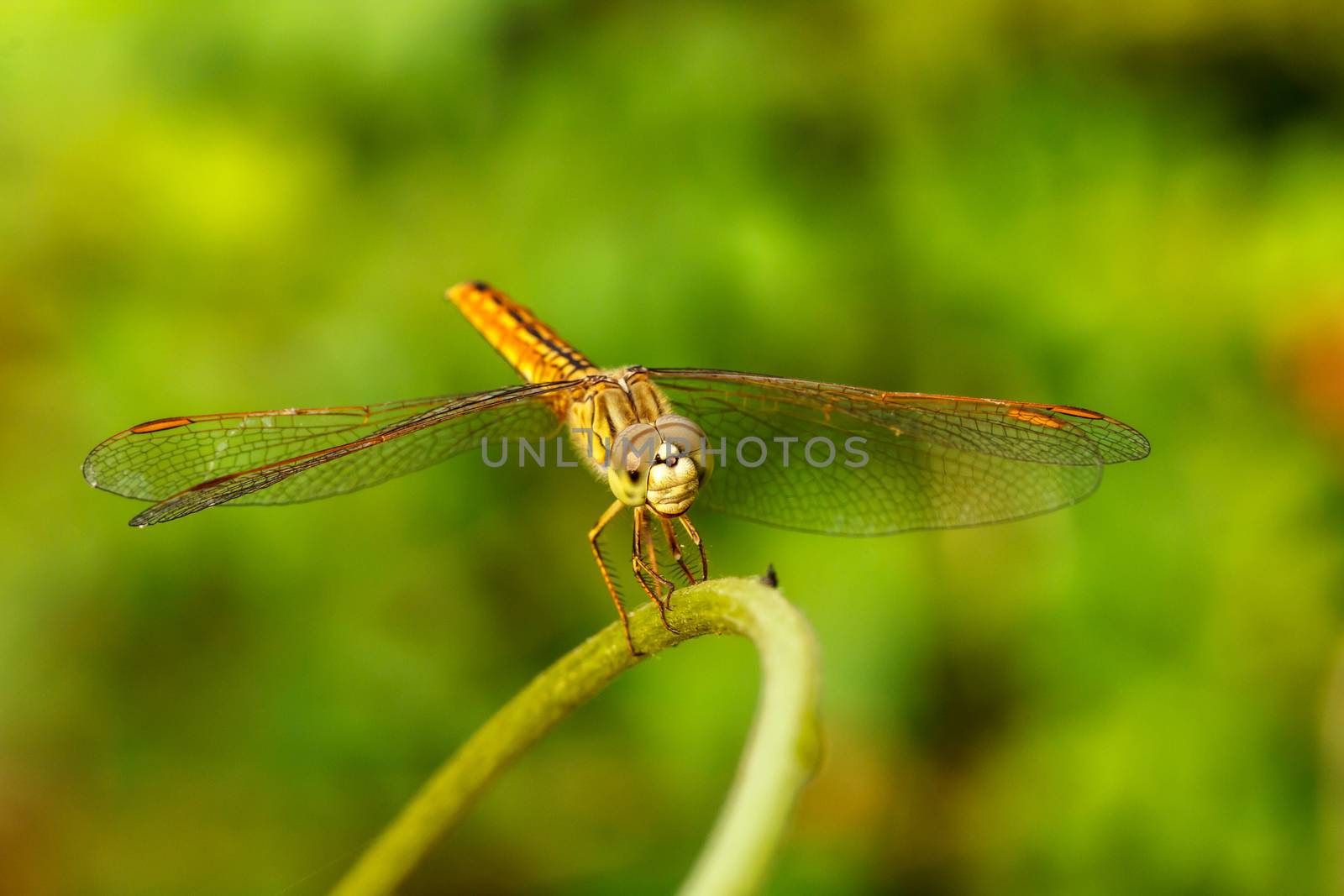 Dragonfly in the outdoors by natural