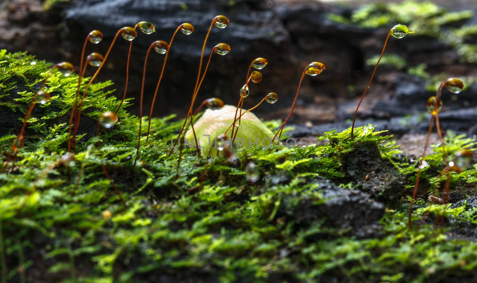 Water drops on moss in Natural