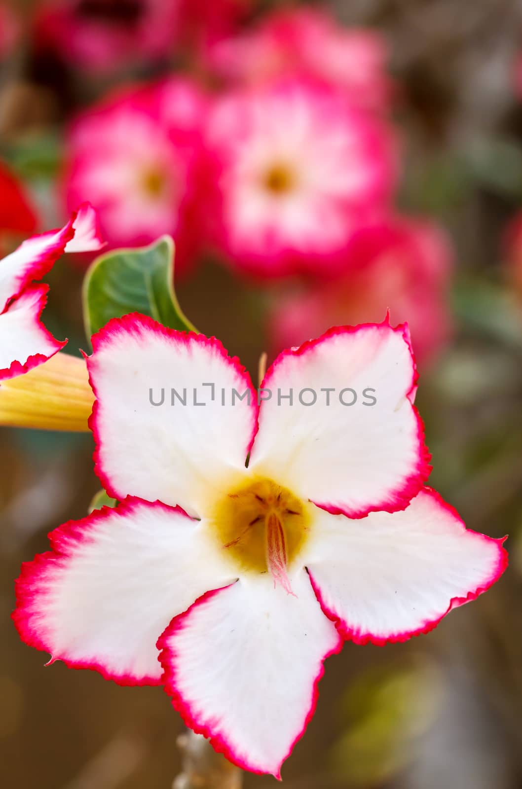 Close up flowers, Red Desert Flower, adenium by Praphan