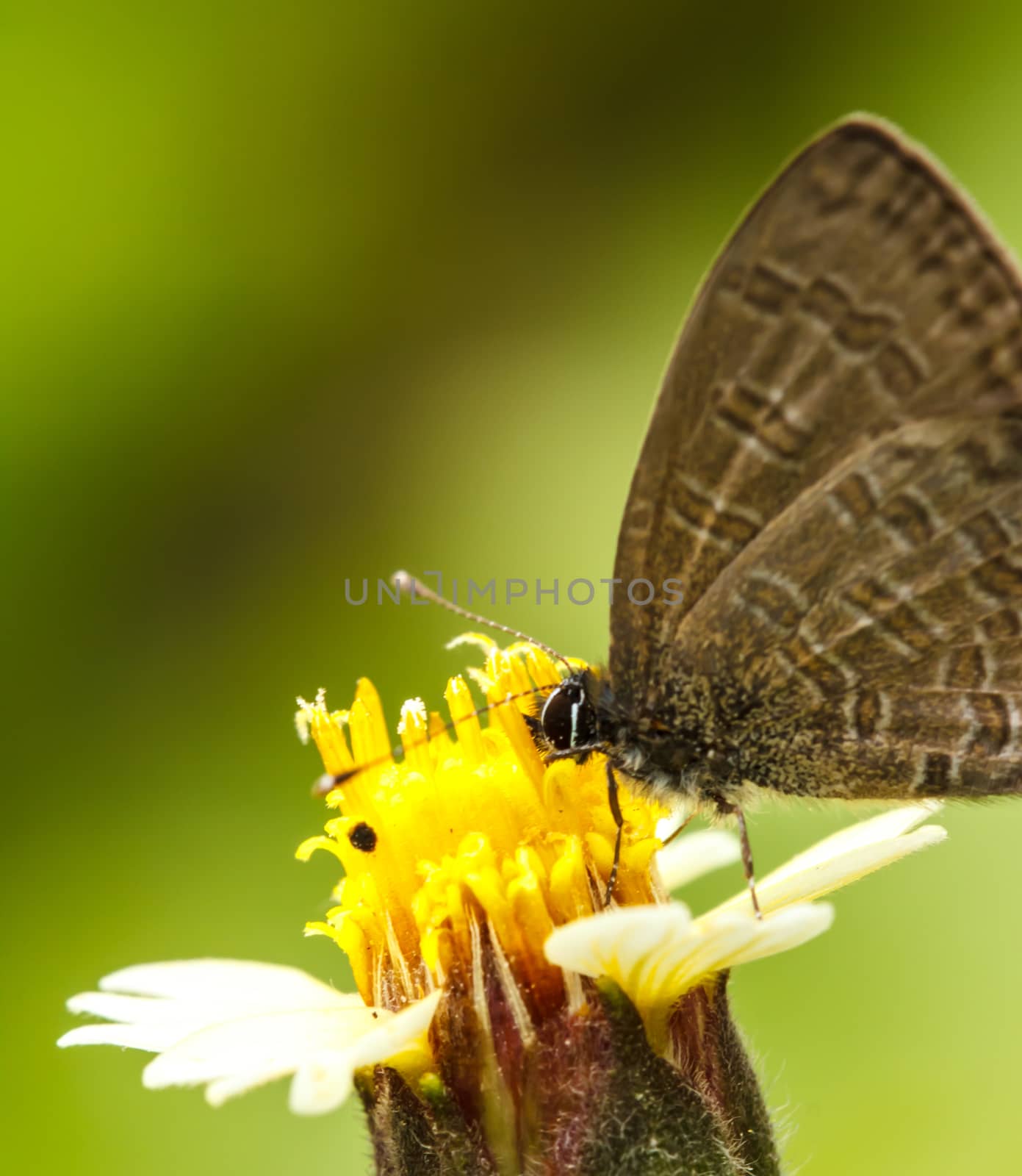 Beautiful butterfly on flower, Thailand  by Praphan