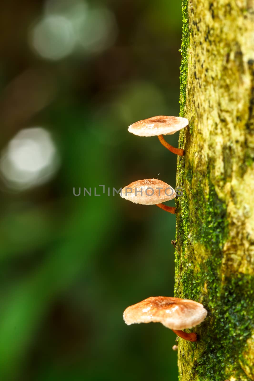 Mushrooms in Nature by Praphan