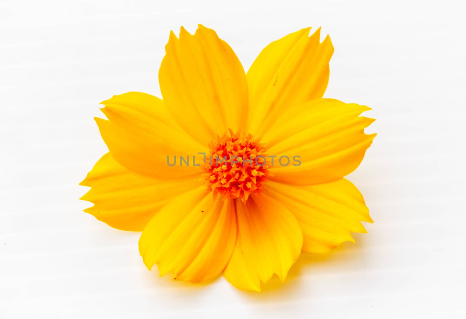 Yellow Cosmos flower on white background