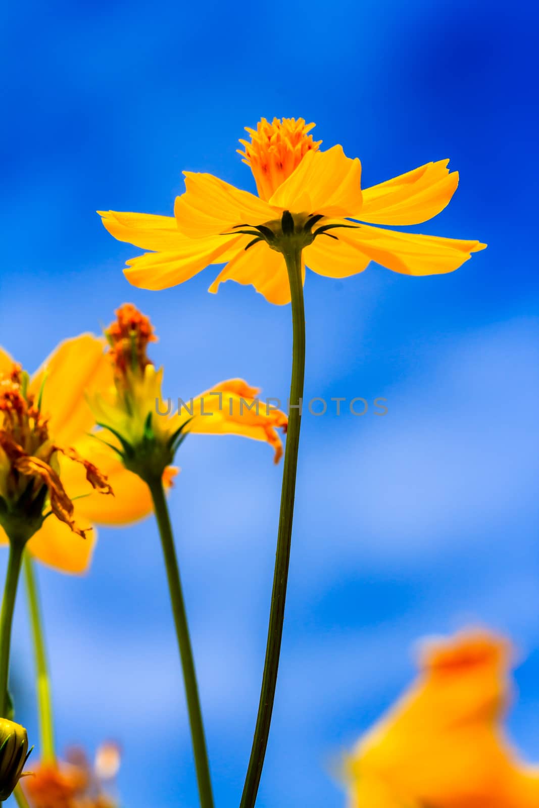 Yellow Cosmos flower Very beautiful