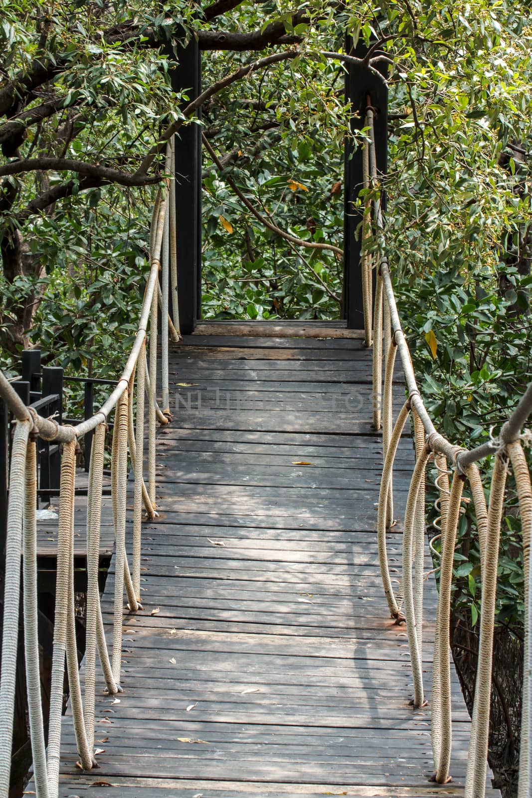 Wooden bridge leading to tropical mangrove forest.