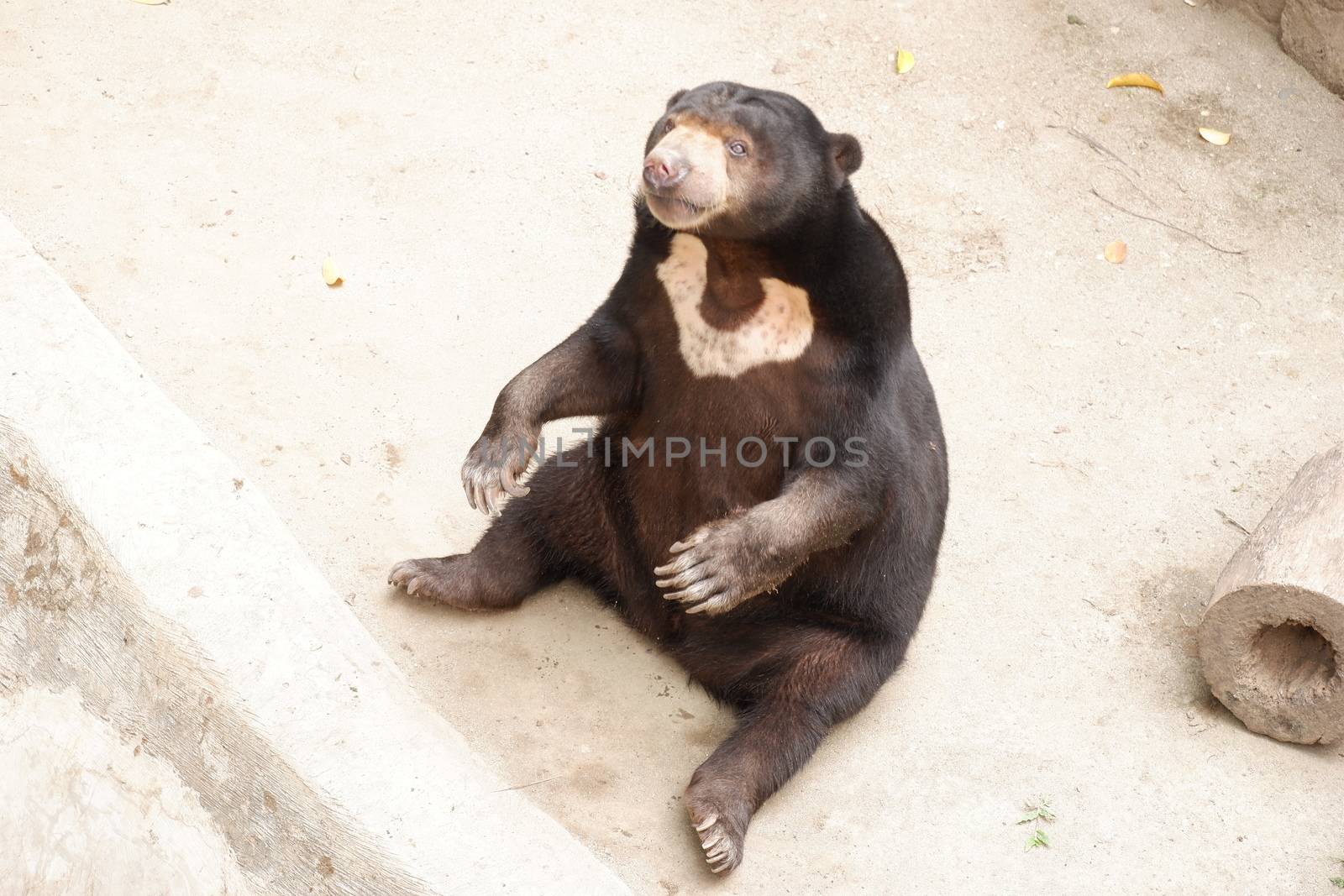 Honey bear (Helarctos malayanus) belongs to the family Ursidae. Sun bear fur tends to be short, shiny and generally black, eyes are brown or blue, besides that the nose is relatively wide