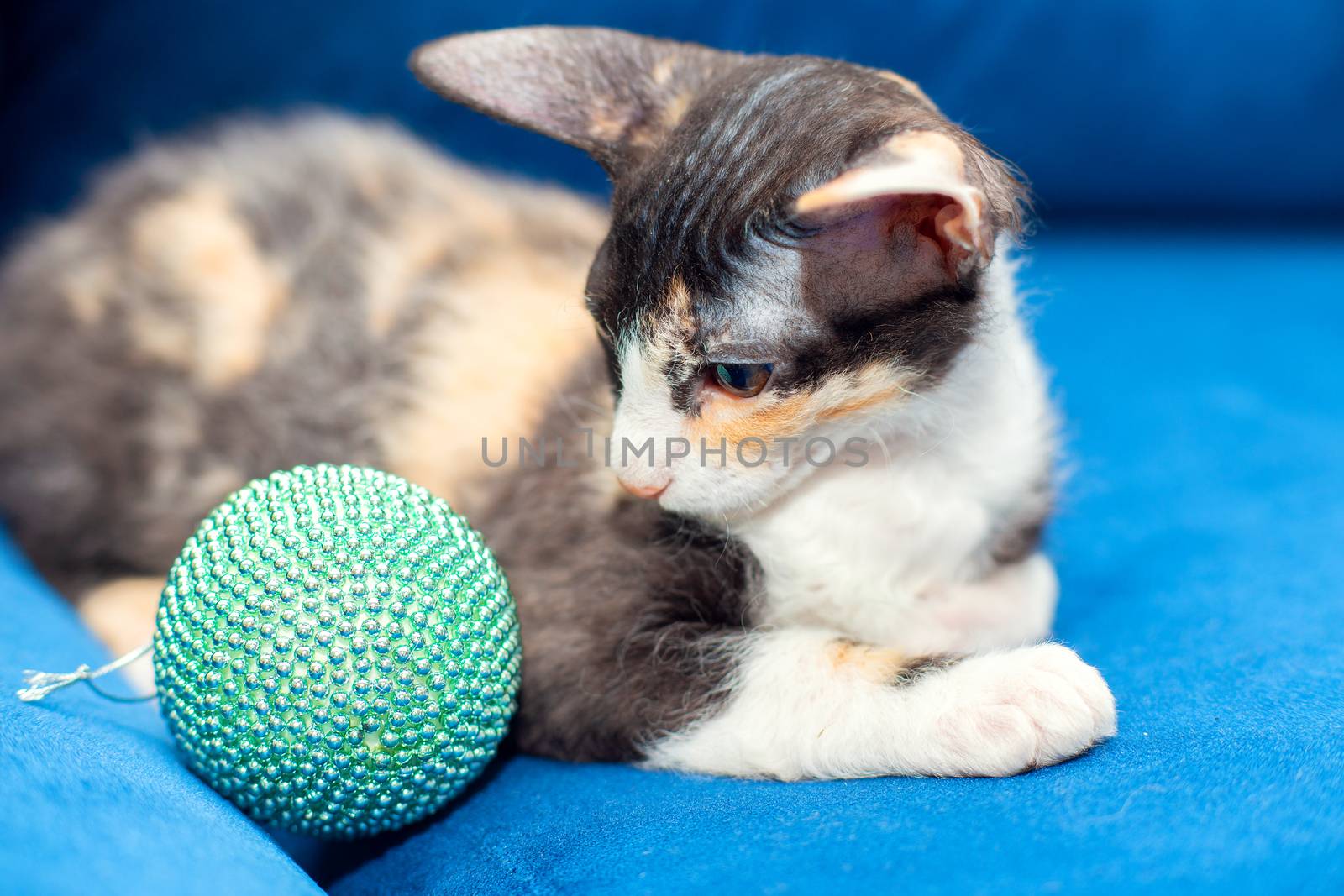 Tricolor Sphynx kitten sits on the couch and plays with a Christmas ball. New year is approaching