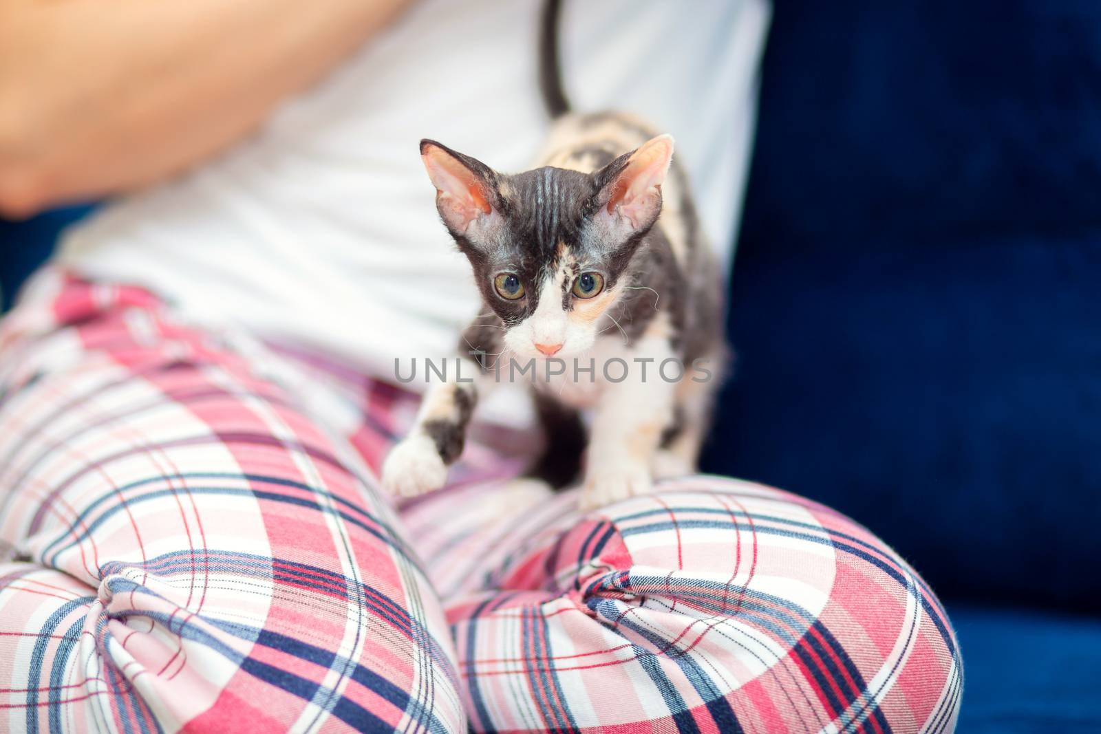 Cute tricolor sphinx kitten with big ears sits on the lap of the mistress.