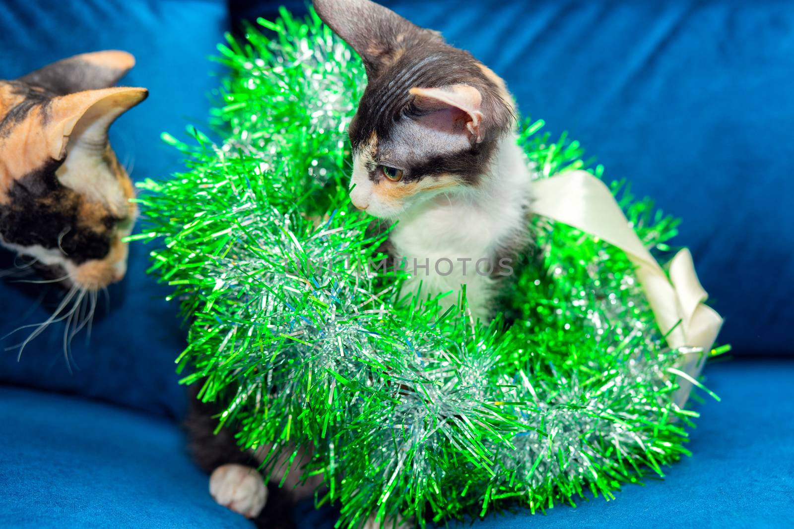 Funny tricolor sphinx kitten sits in a Christmas wreath of green tinsel