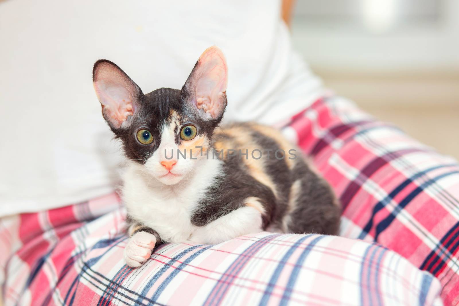 Cute tricolor sphinx kitten with big ears sits on the lap of the mistress.