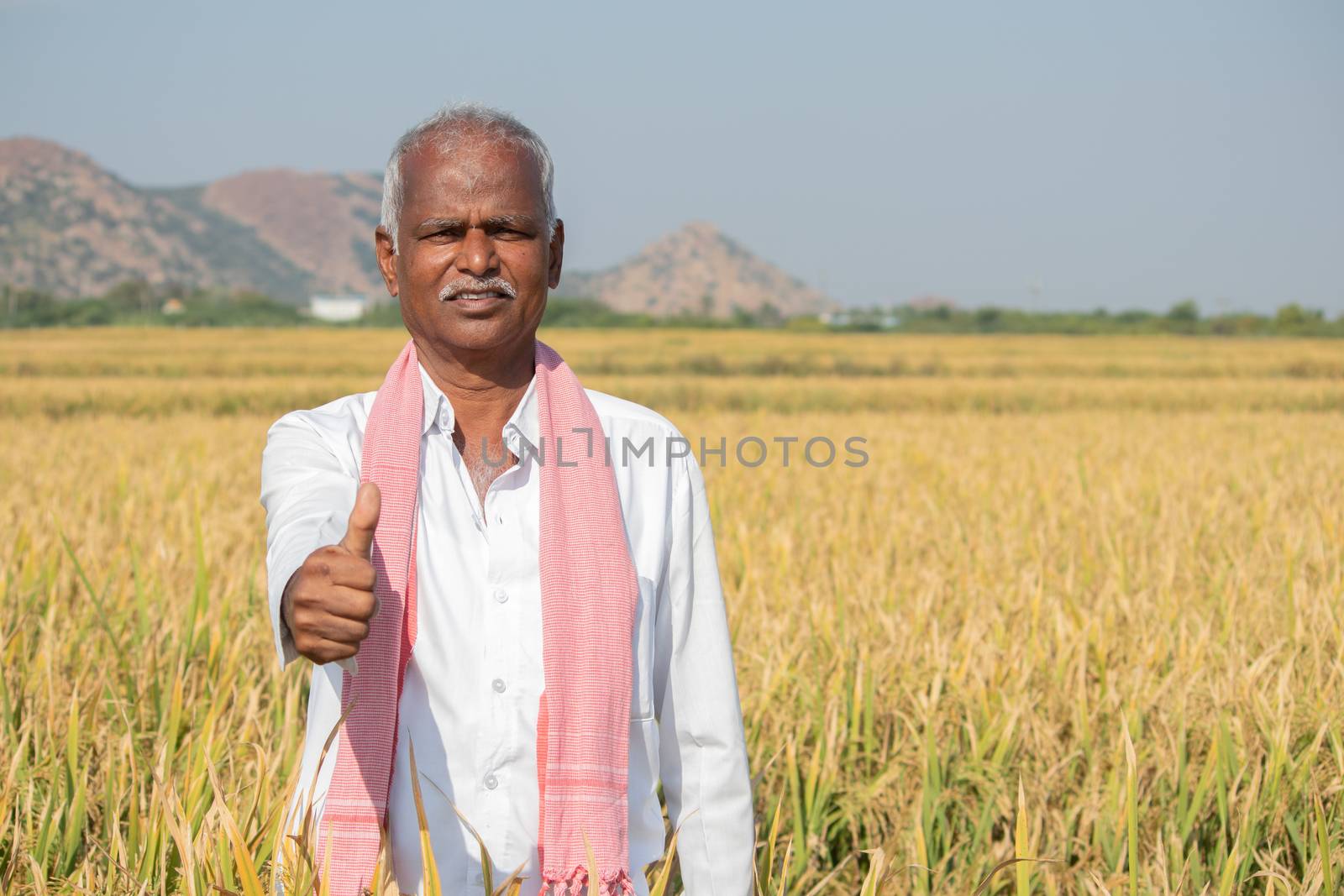 Indian Farmer with Thumps up gesture standing in middle of harvested Crops - concpet of good or bumper crop yields showing with copy space on agriculture farm land