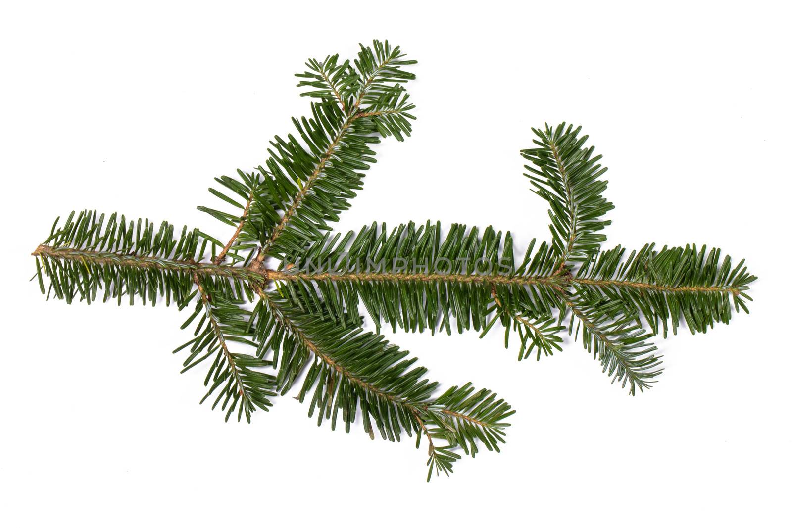 Evergreen christmas fir pine tree branch isolated on white background for design