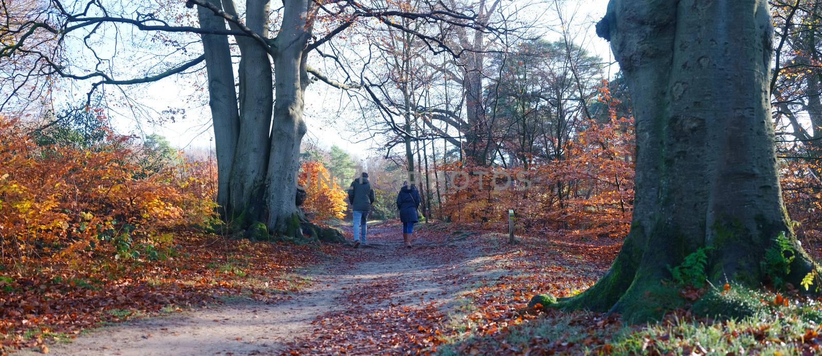 couple walks in autumn forest on sunny day in the fall near dutch city of utrecht
