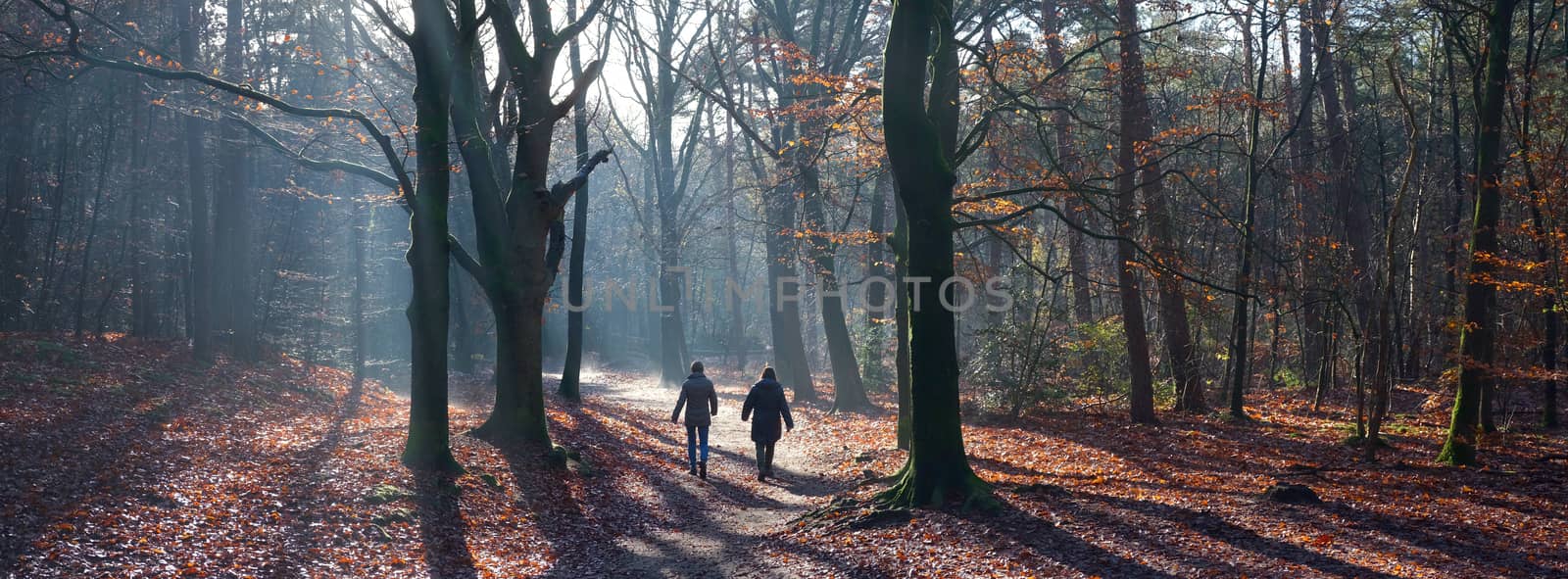 two women walk in autumn forest near doorn on utrechtse heuvelrug in the netherlands by ahavelaar