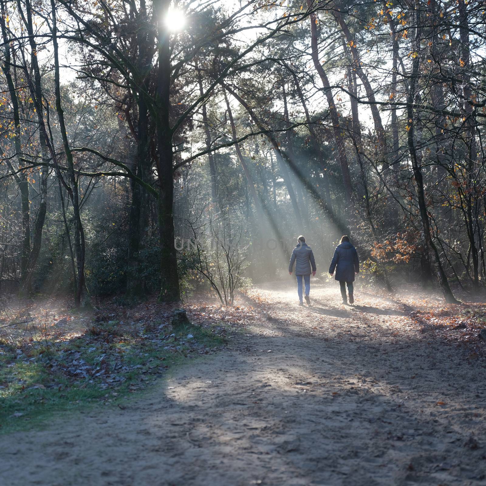 two women walk in autumn forest near doorn and utrecht in the netherlands on sunny day in the fall with fog
