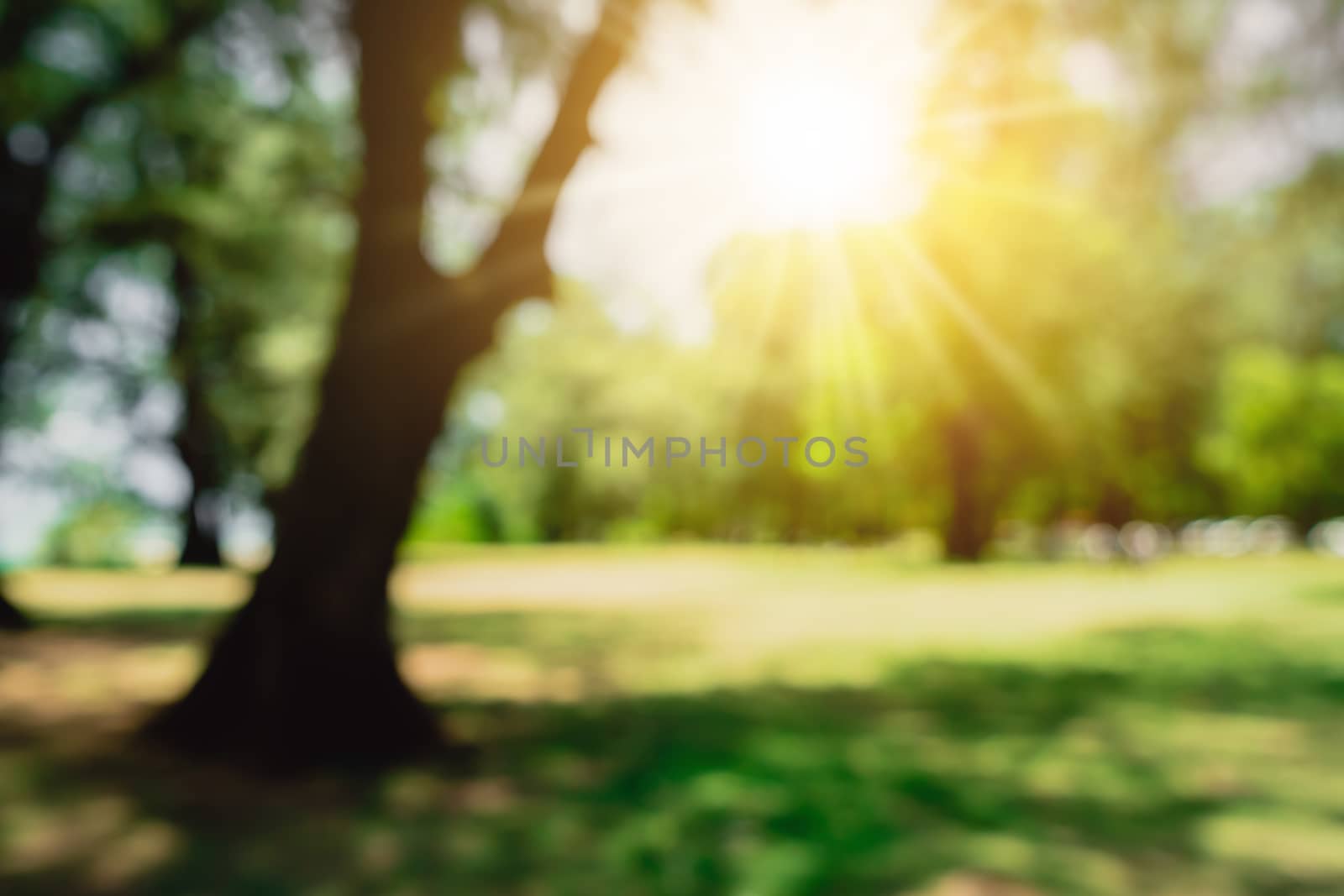 Blur nature bokeh green park by beach and tropical coconut trees in sunset time.