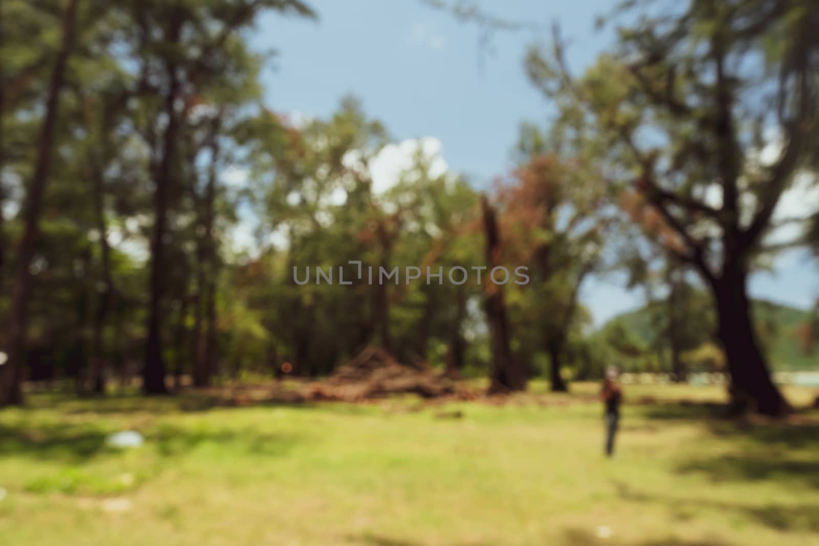 Blur nature bokeh green park by beach and tropical coconut trees in sunset time.