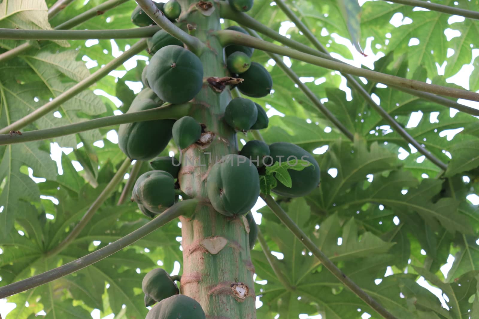 healthy green papaya on tree in garden