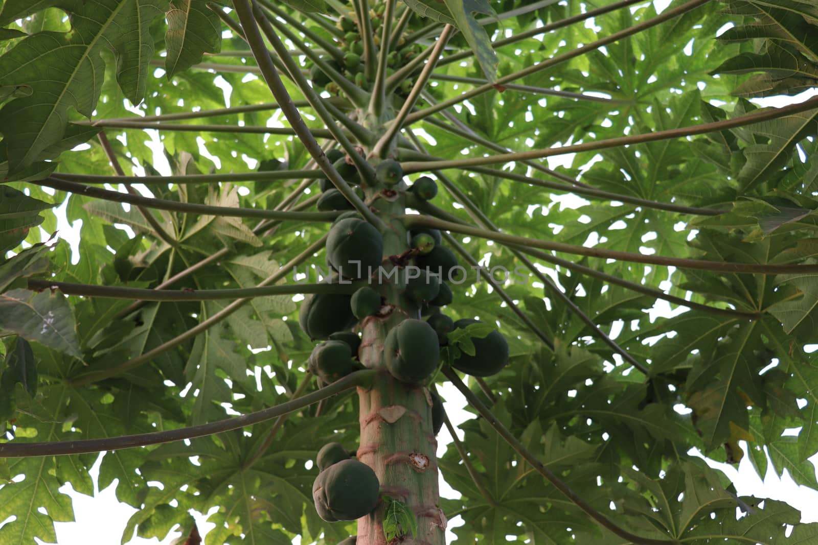 healthy green papaya on tree in garden